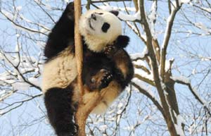 Two giant pandas leaving for Belgium