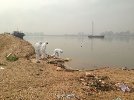 131 dead pigs found in Chinese river