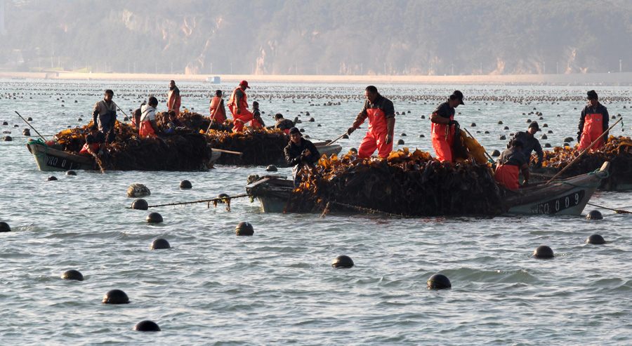 Peak season for kelp in Shandong