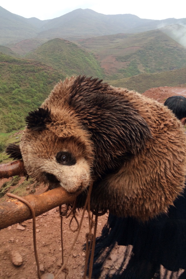 Wild panda in need of a wash and brush up