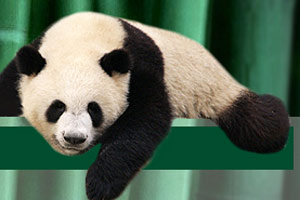 US-born pandas arrive at Chinese research base