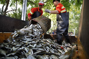 China's grain output grows for 11th straight year