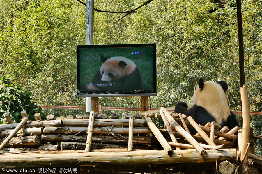 How animals keep cool in scorching heat