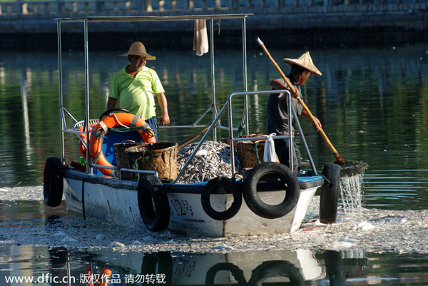 Dead fish float on Yundang Lake after Typhoon Matmo