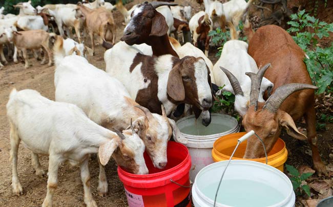 Henan hit by worst drought in 63 years