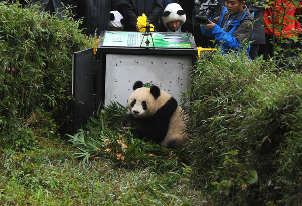 Hesitant panda heads for forest