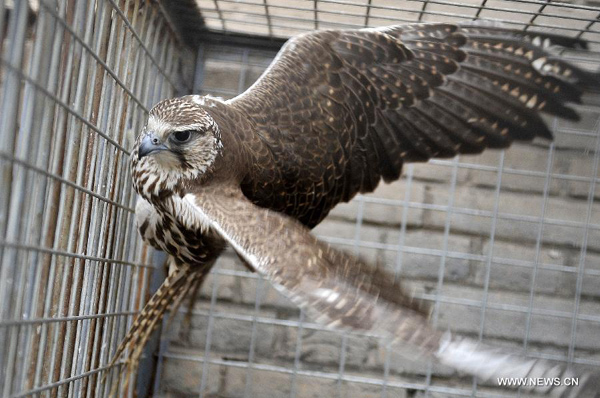 Illegal wildlife trading rampant on Web