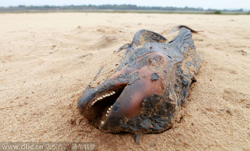 Endangered porpoise beached in Jiangxi