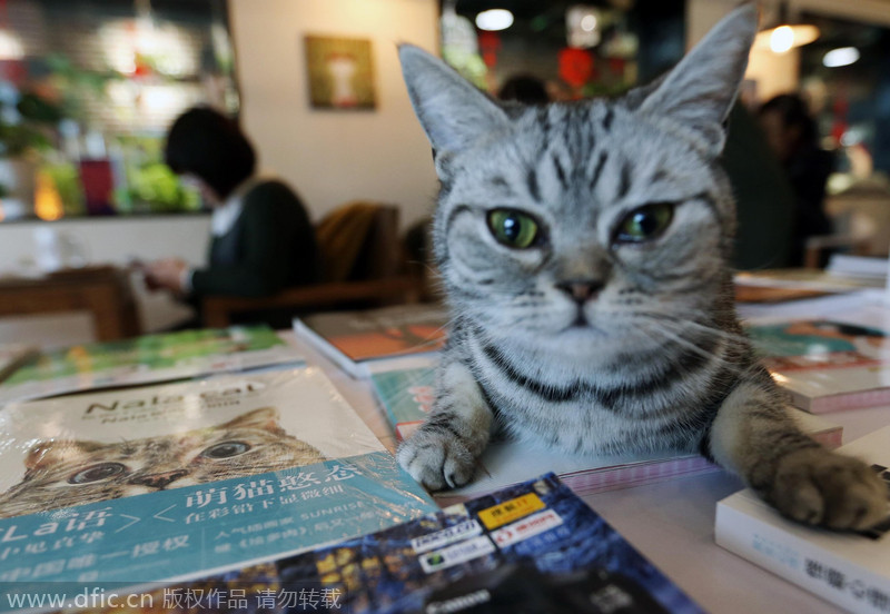 Read to cats