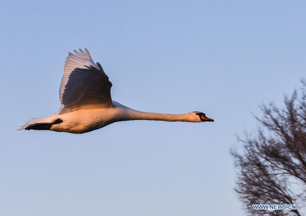 Migratory birds at Swan Spring Wetland