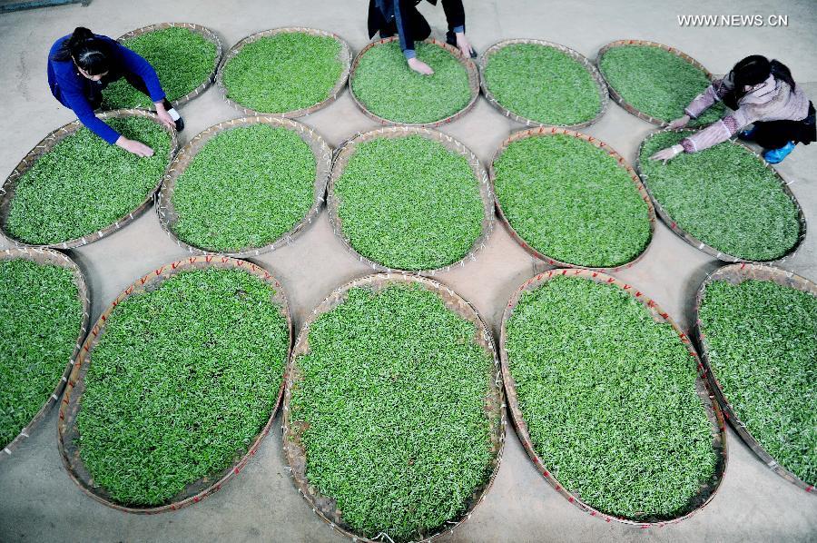 Farmers pick up tea leaves before Qingming Festival