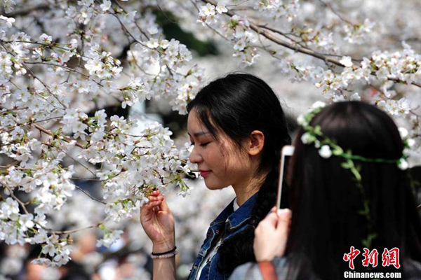 Cherry blossom originated in China