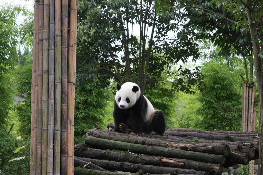 World's first panda hospital in Dujiangyan city