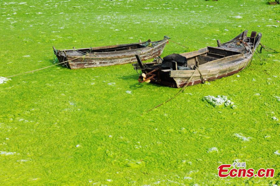 Coastal city suffers from algae invasion again