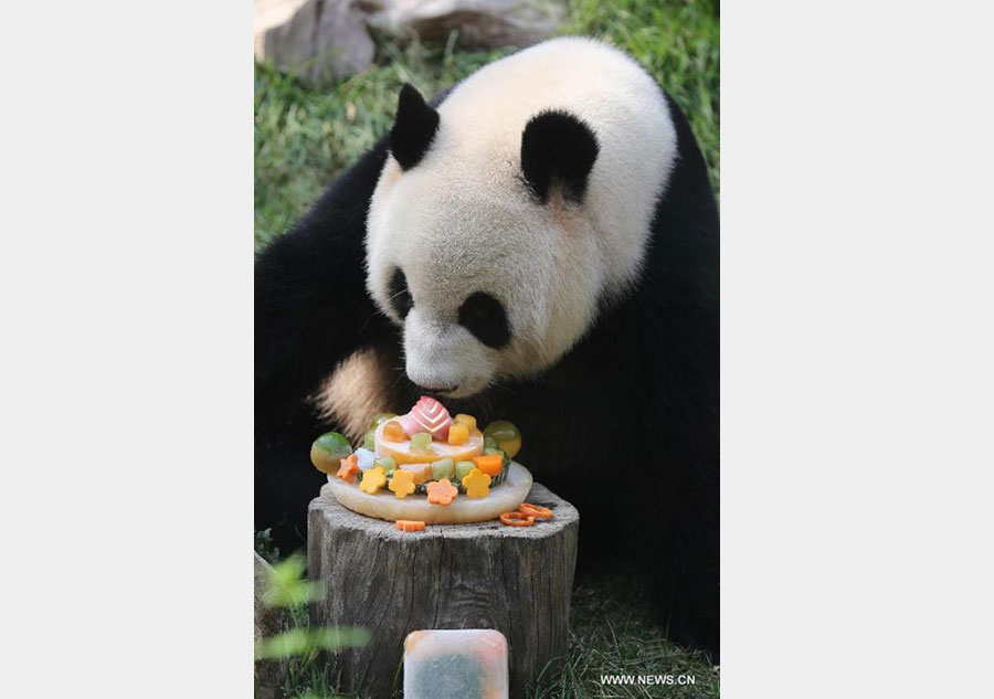 Panda Xinxin celebrates birthday at Macao's park