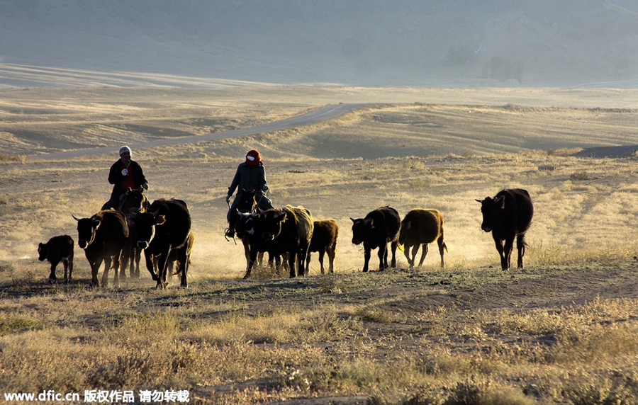 Kazak herdsmen migrate to winter pastures in Xinjiang