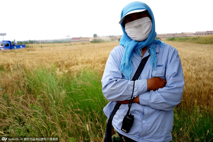 Wheat reapers' now and then