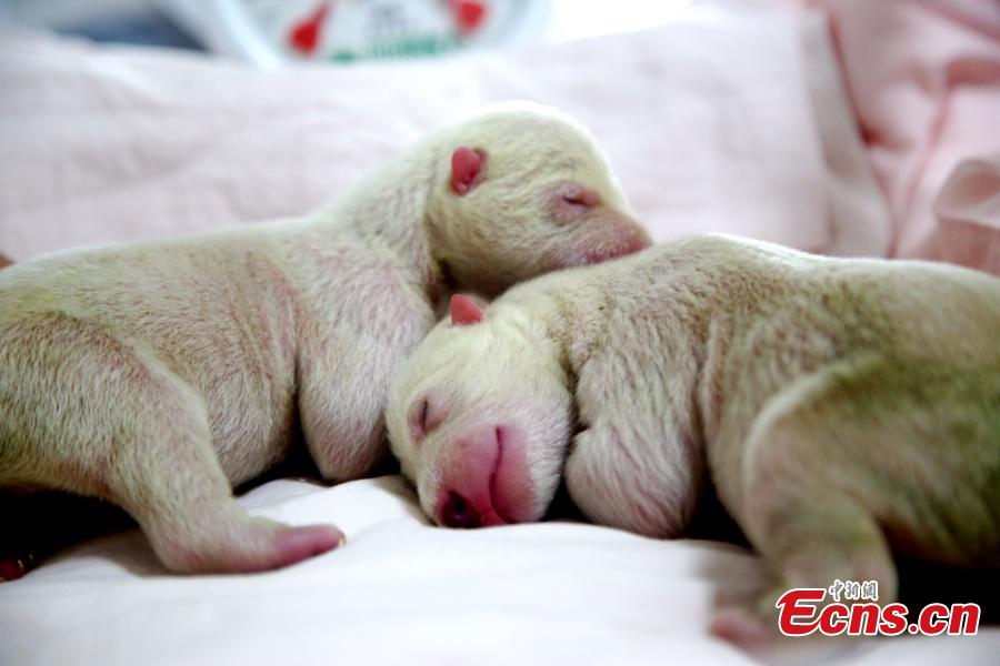 Polar bear gives birth to twin cubs