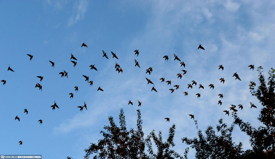 Clear blue sky reveals Beijing's beauty