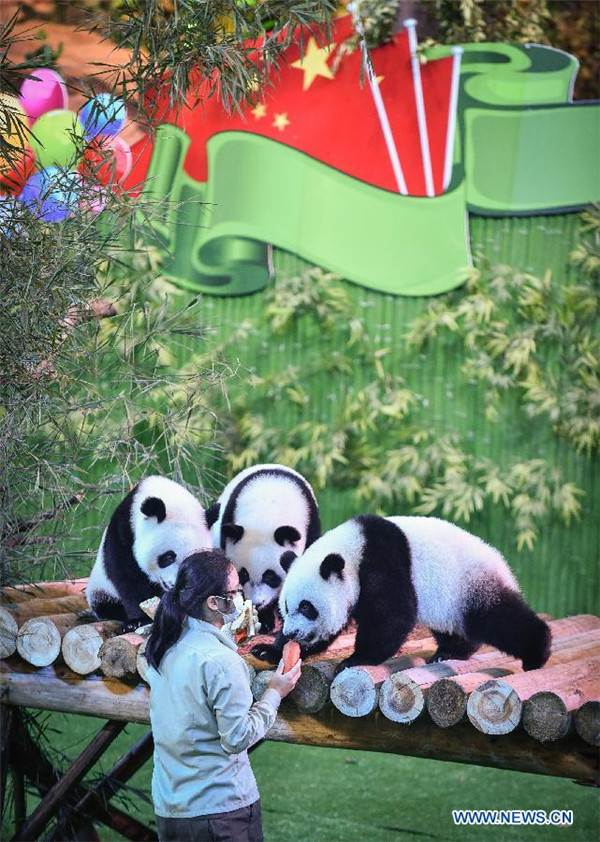 Newly-born giant panda triplets at Chimelong Safari Park