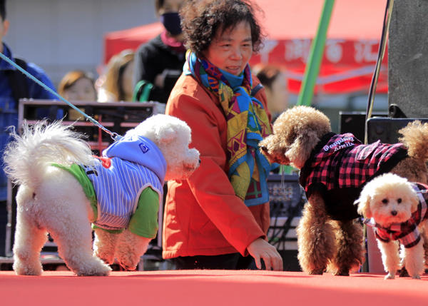 China's pet tally reaches 100 million, mostly cats and dogs