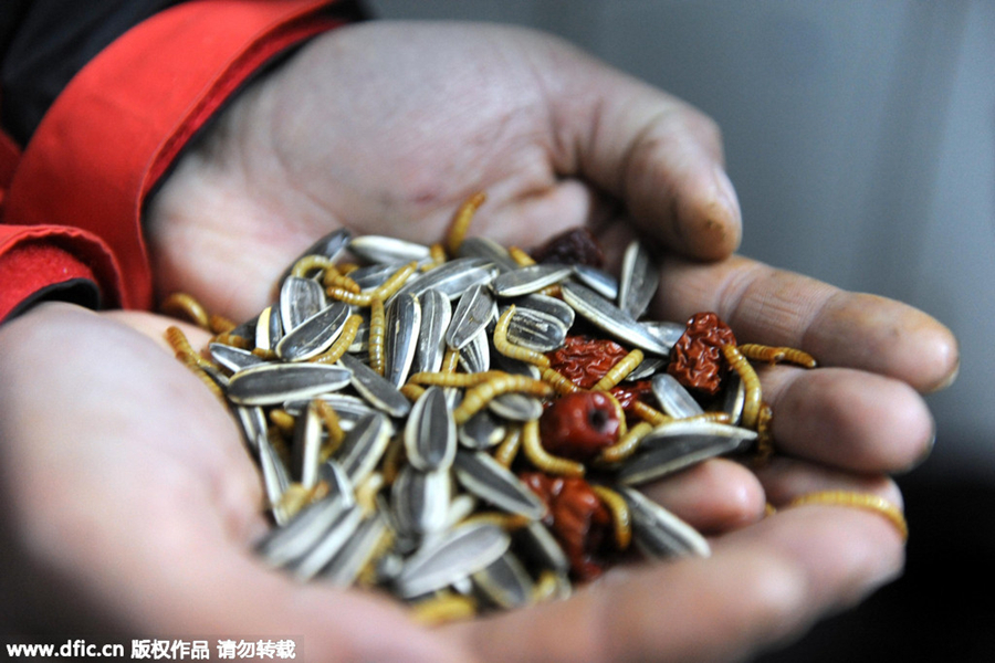 Animals at Chinese zoos get help in tackling cold