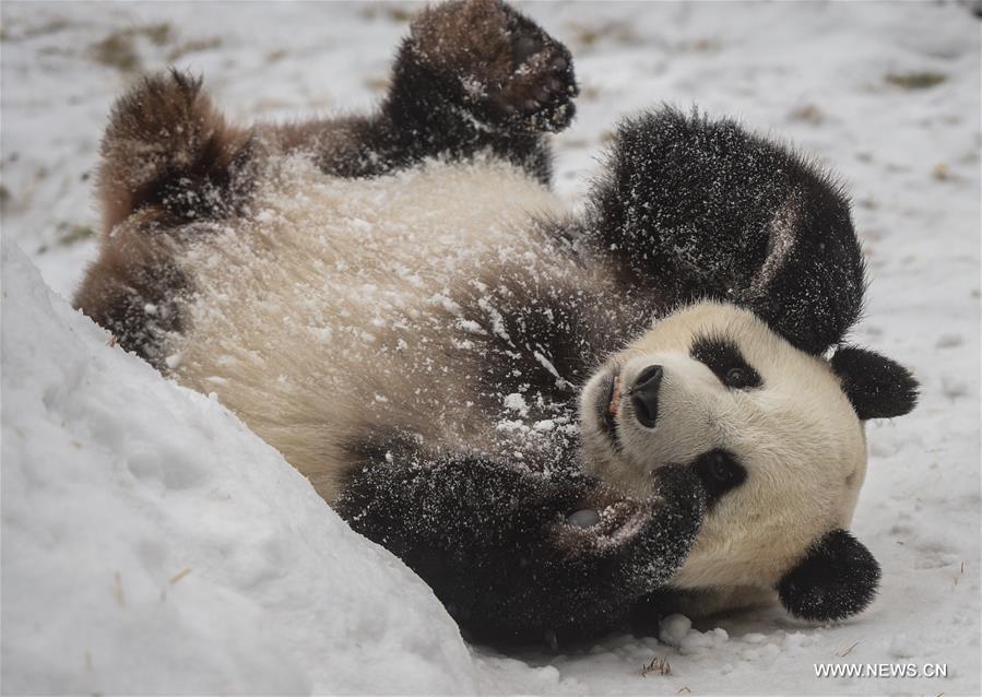 Giant pandas brave the cold by settling in freezing north