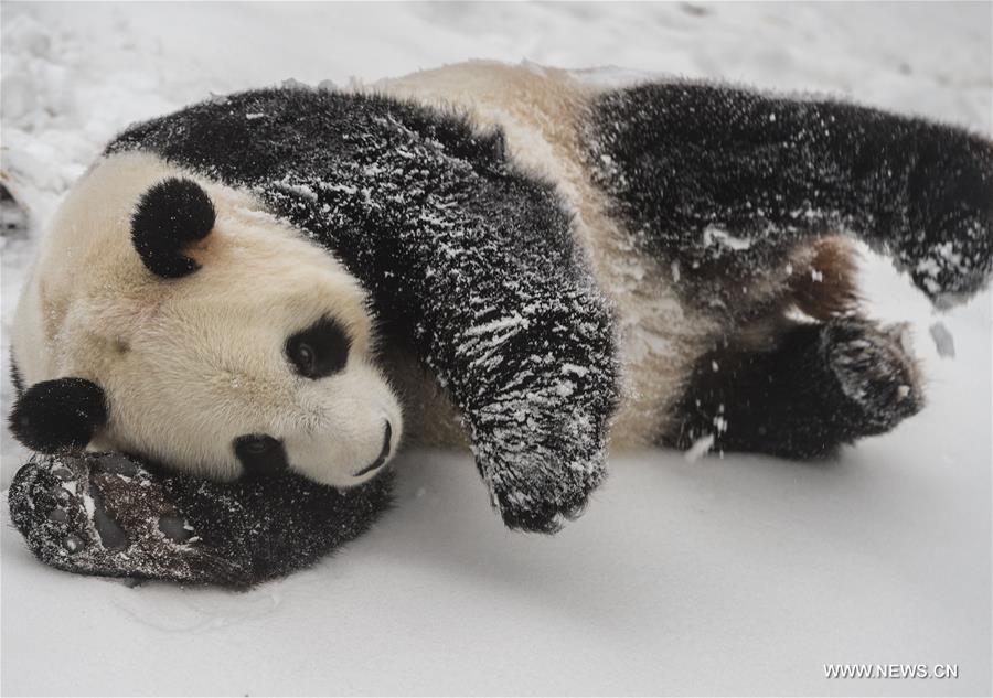 Giant pandas brave the cold by settling in freezing north