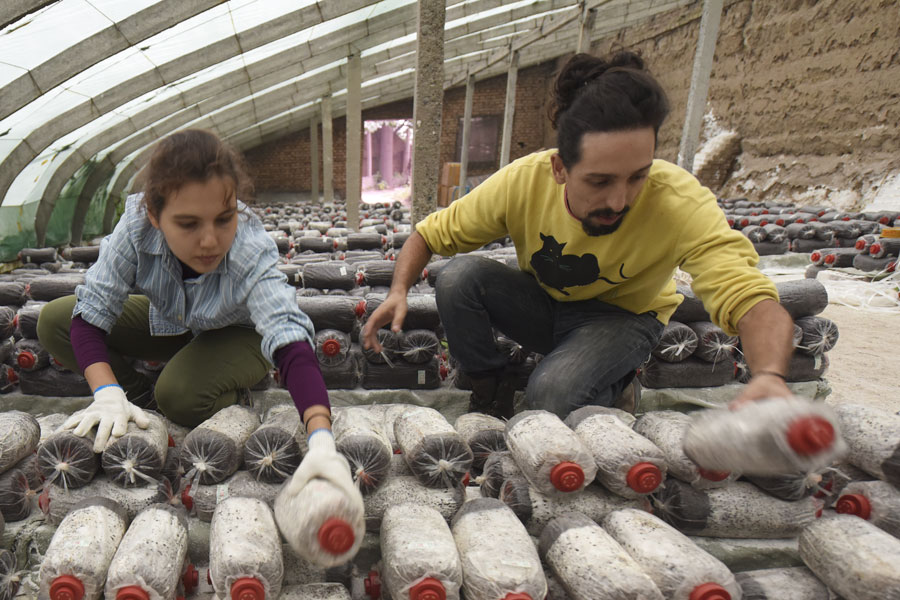 Foreigners learn mushroom cultivation skills in Xi'an