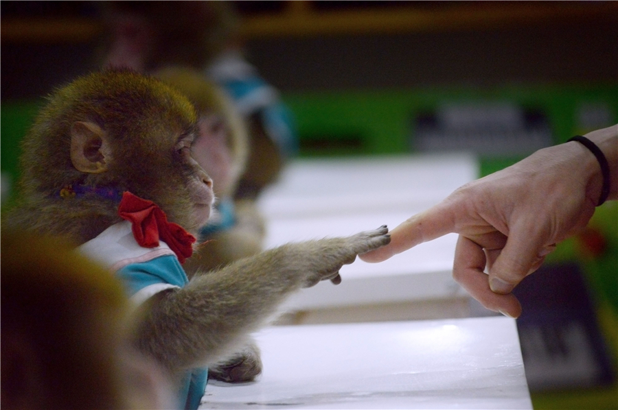 Monkeys train for their special year