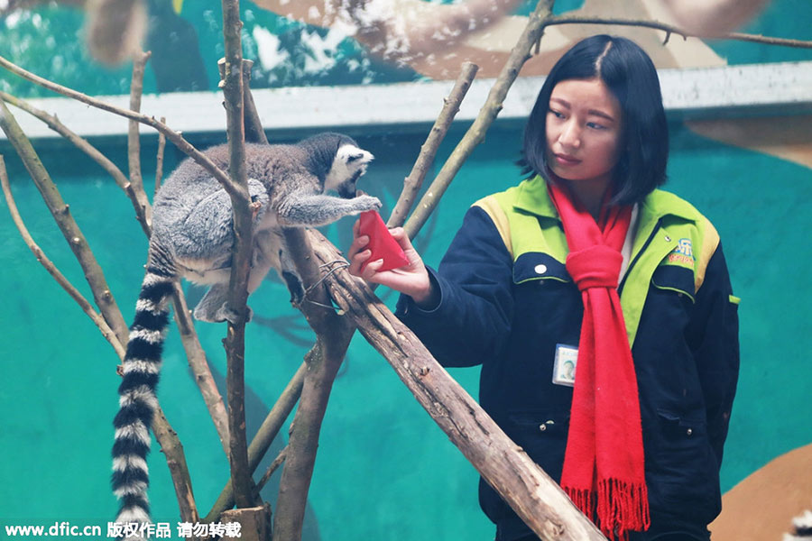 Monkeys scramble for red envelope at Chongqing zoo