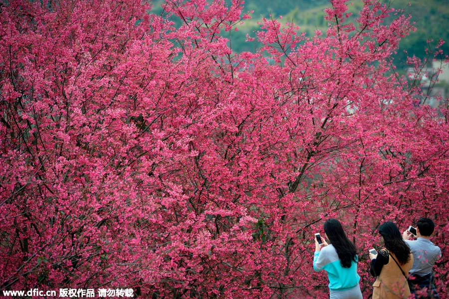 Visitors enjoy cherry blossoms in South China's Guangdong