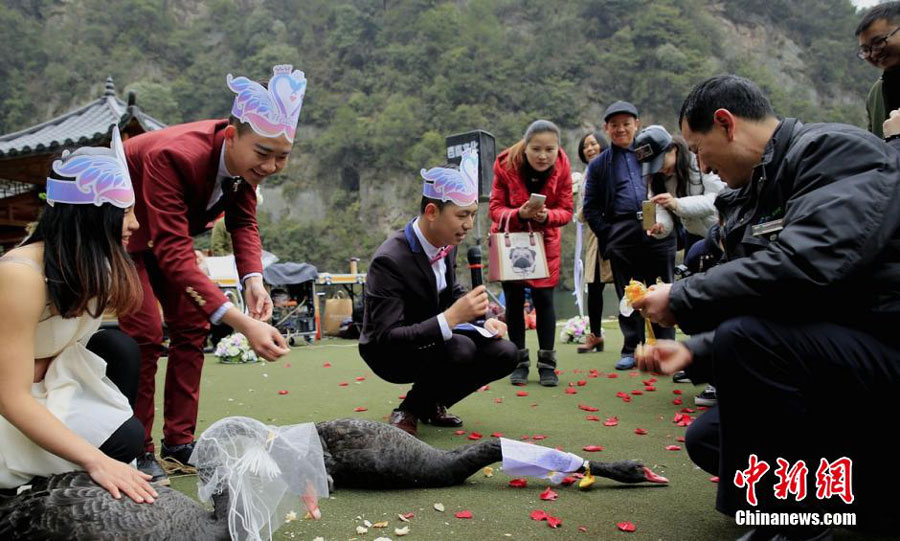 Two black swans 'get married' in Hunan