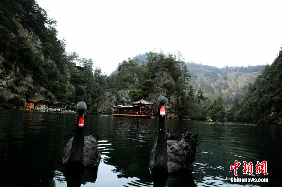 Two black swans 'get married' in Hunan