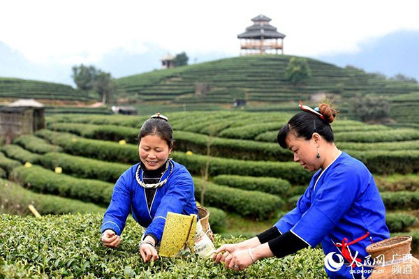 Tea farmers pick up first batch of spring tea in South China