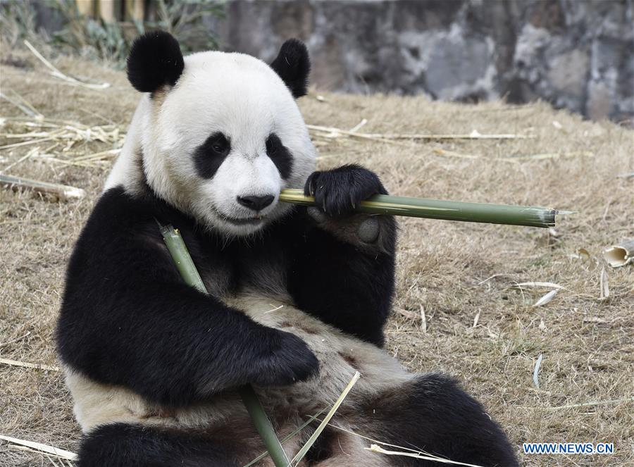 Two giant pandas leave China for new home in ROK