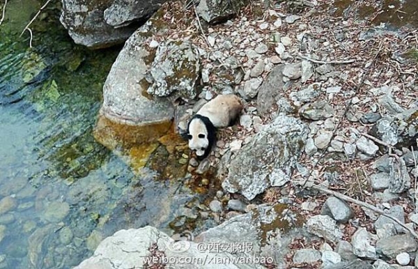 Farmer films wild giant panda with cellphone