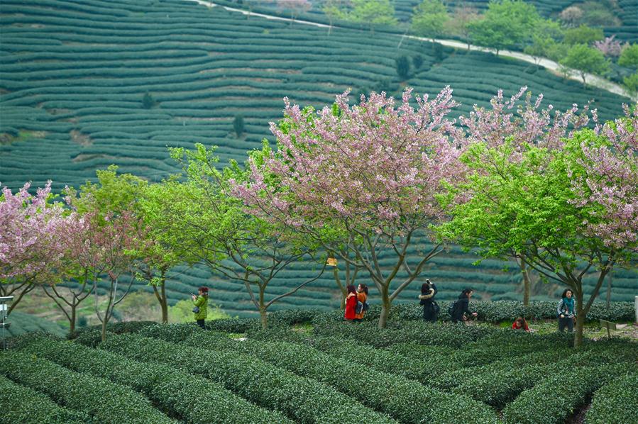 Scenery of blooming cherry and tea garden in Fujian