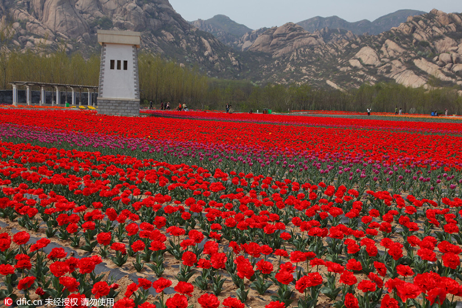 Discover beautiful China in spring blossom (V)