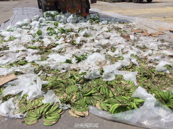 Shanghai destroys 60 tons of infected Philippine bananas