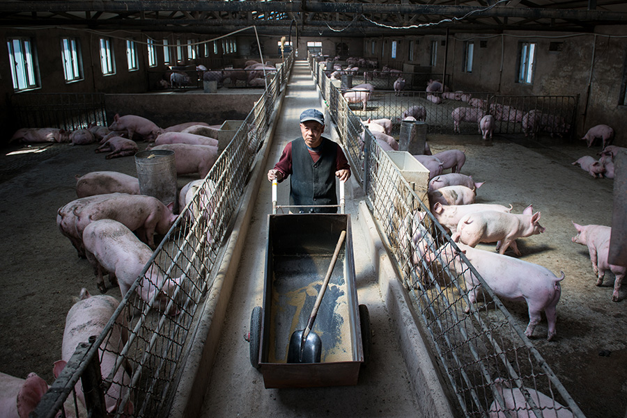 Snapshots of modern-day Chinese at work