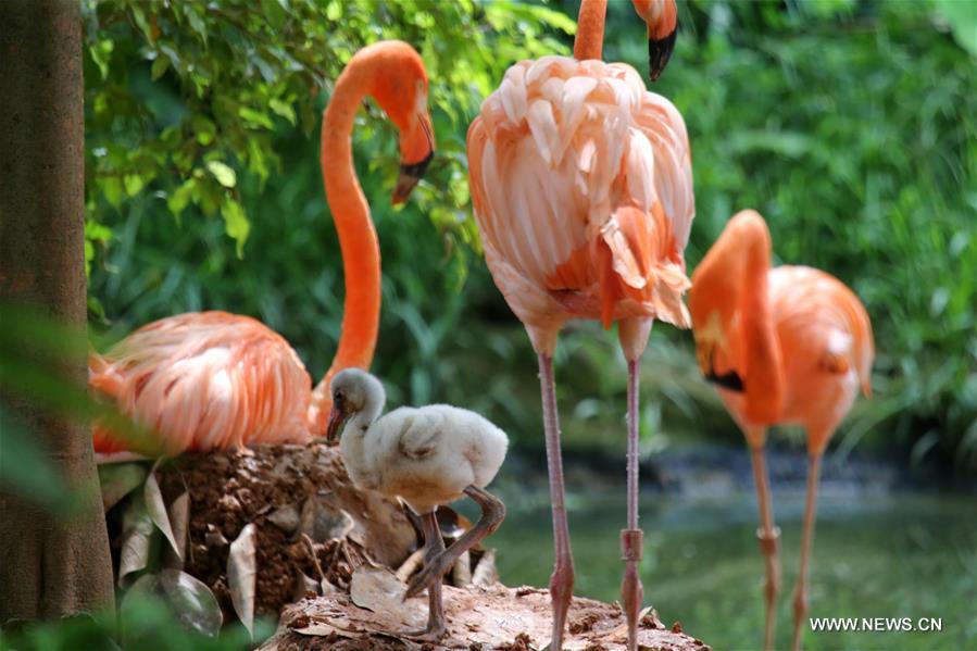 Baby bird of flamingo born at China's Nanning Zoo