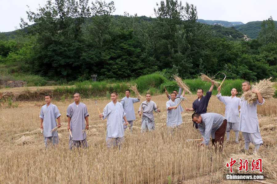 'Zen harvest' in Shaolin Temple