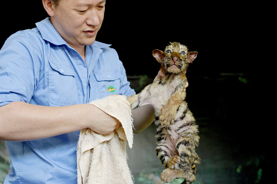 Staying cool at the zoo amid Shanghai heat wave