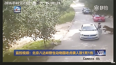 Woman mauled to death by tiger in Beijing animal park