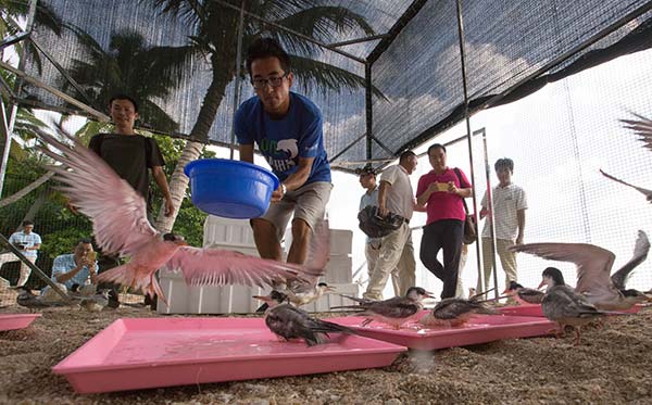 Long-absent, gulls return to Sanya