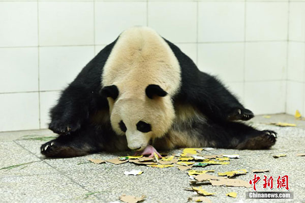 'Giant' panda twins born in SW China reserve