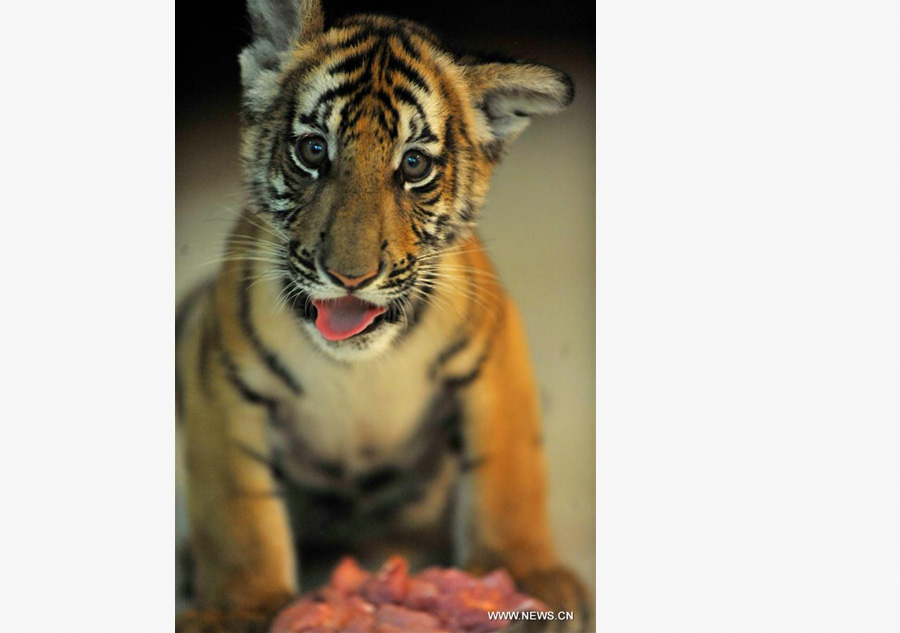 Twin South China tiger cubs born at Nanchang Zoo