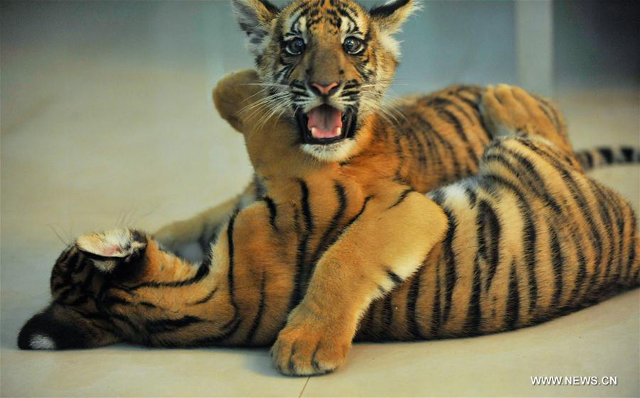 Twin South China tiger cubs born at Nanchang Zoo