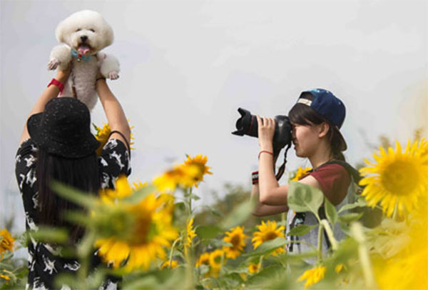 Pet photos costing hundreds of dollars are trendy